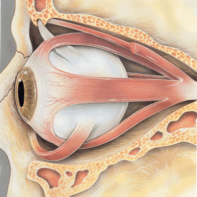Timeline: DESARROLLO EMBRIONARIO DEL OJO