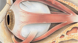 Timeline: DESARROLLO EMBRIONARIO DEL OJO