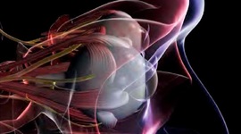 Timeline: DESARROLLO EMBRIOLOGICO DEL OJO HUMANO. Violeta Cortez Gonzalez