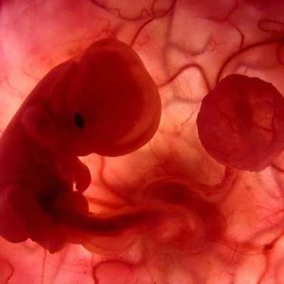 Timeline: Embriologia del ojo visual