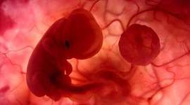 Timeline: Embriologia del ojo visual