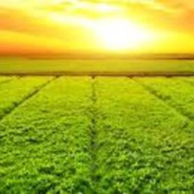 Timeline: Processo da Agricultura Brasileira