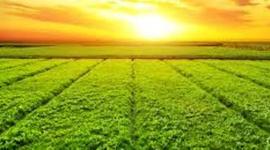 Timeline: Processo da Agricultura Brasileira