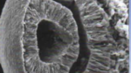 Timeline: Desarrollo del ojo humano