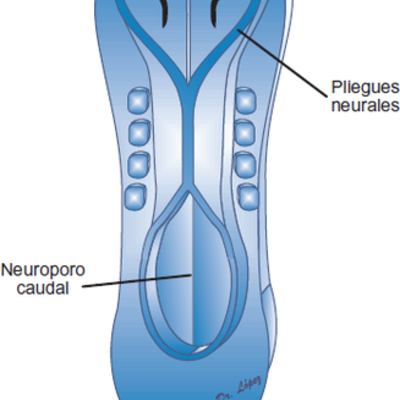 Timeline: Embriología del ojo humano