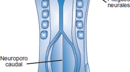 Timeline: Embriología del ojo humano