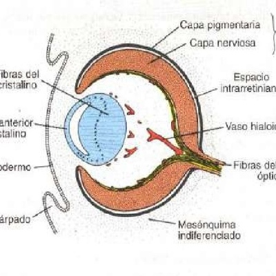 Timeline: Embriologia del ojo