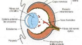 Timeline: Embriologia del ojo