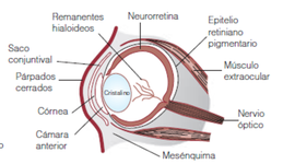 Timeline: Embriologia del Ojo