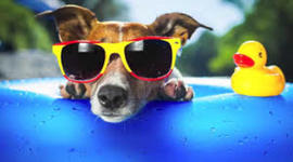 Timeline: 2018 Júniusi programok - Jelige: Angolna