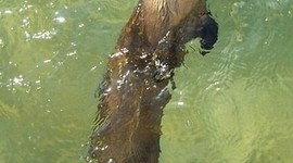 Timeline: Lontra Longicaudis