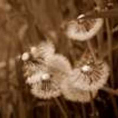 Timeline: Aging Through Time