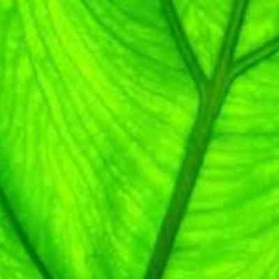 Timeline: Photosynthesis