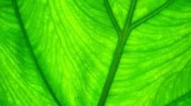 Timeline: Photosynthesis