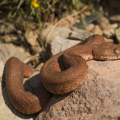 Timeline: Τοπική μετανάστευση Οχιάς της Μήλου