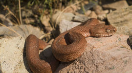 Timeline: Τοπική μετανάστευση Οχιάς της Μήλου