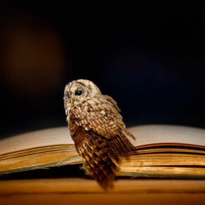 Timeline: La Duda y Lo Definitivo