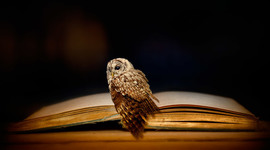 Timeline: La Duda y Lo Definitivo