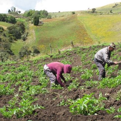 Timeline: Drogas ilícitas en Colombia