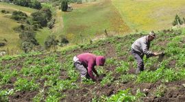 Timeline: Drogas ilícitas en Colombia