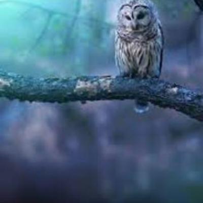 Timeline: Прост