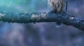 Timeline: Прост