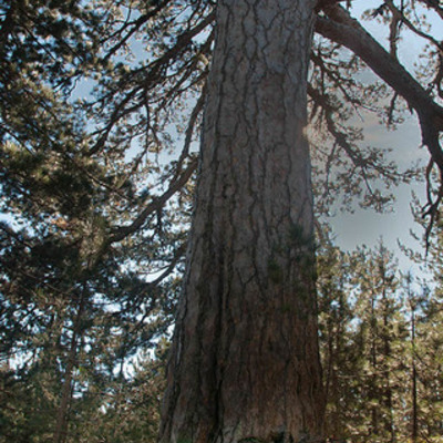 Timeline: School Events