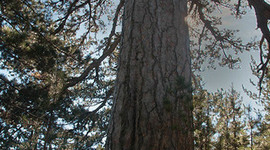 Timeline: School Events