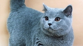 Timeline: история развития вычеслительной техники