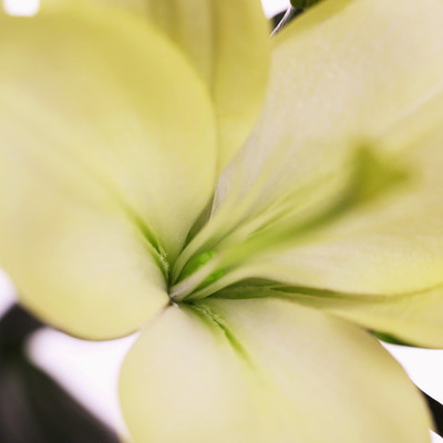 Timeline: Life Span of a Dogwood Flower