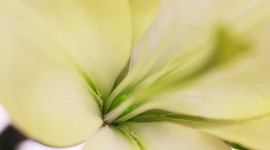 Timeline: Life Span of a Dogwood Flower