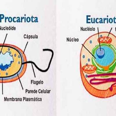Timeline: HISTORIA CELULAR