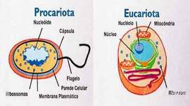 Timeline: HISTORIA CELULAR