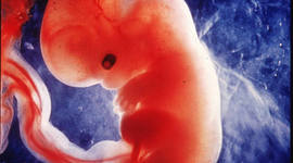 Timeline: Fecundación y desarrollo Embrionario