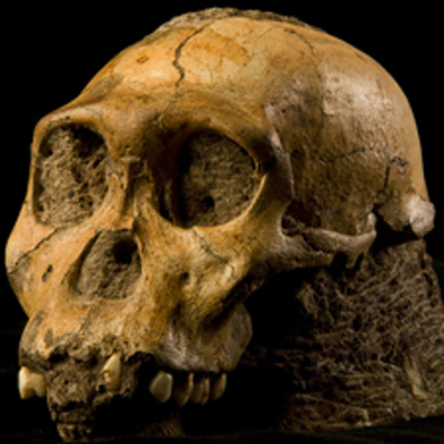 Timeline: LA HOMINIZACIÓN