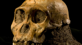 Timeline: LA HOMINIZACIÓN