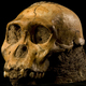 Australopithecus