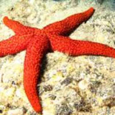 Timeline: Animales acuaticos