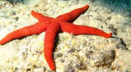 Timeline: Animales acuaticos