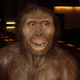 Australopithecus afarensis