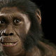 Australopithecus