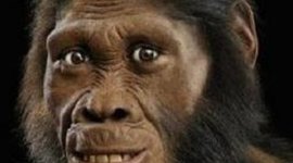 Timeline: HOMO HABILIS