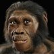 Homo habilis