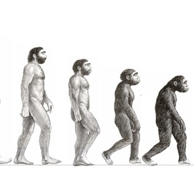 Timeline: Desarrollo de la teoría de la evolución