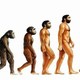 Humanevolution large