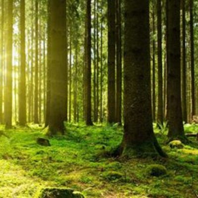 Timeline: Environmental History Timeline