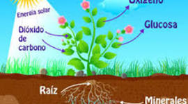 Timeline: Fotosíntesis