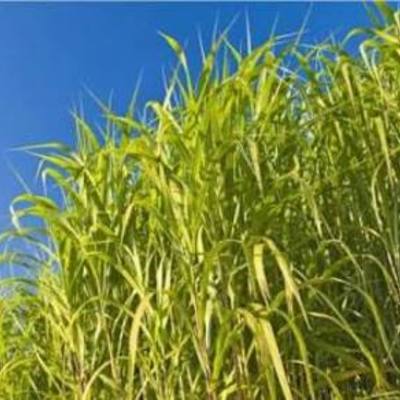 Timeline: Biomass energy