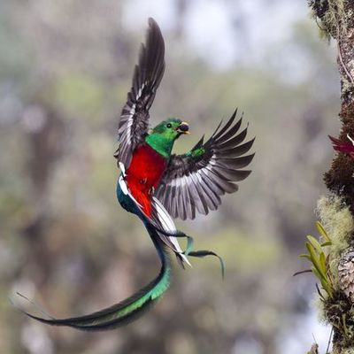 Timeline: ESS timeline