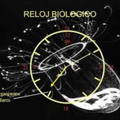 Timeline: DESARROLLO EVOLUTIVO DEL NIÑO     Por: Baeza Luis